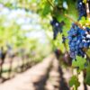 sostegno al settore vitivinicolo