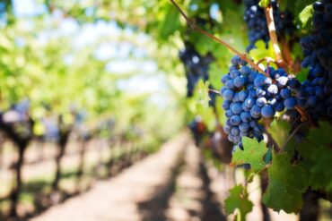 sostegno al settore vitivinicolo